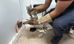 Kocaeli'de prefabrik ofisin altında sıkışan kedi yavrusu kurtarıldı