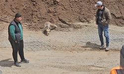 Ahlat’ta tilki, pomza ocağının müdavimi oldu: Her gün işçilerin sofrasına konuk oluyor