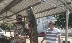 İpsala’da ağlara 80 kilo ağırlığında yayın balığı takıldı