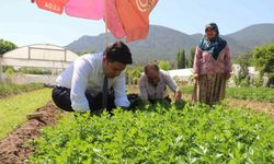 Sarıcakaya Kaymakamı kolları sıvayıp hasat için tarlaya girdi