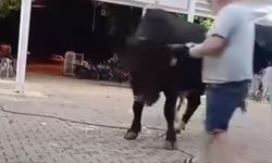 Tanıtımı yapılan boğaya para atarken boynuz darbesiyle yaralandı