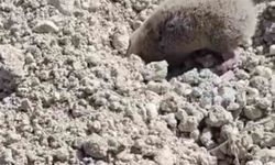 Toprağı eşeleyip ortadan kayboldu