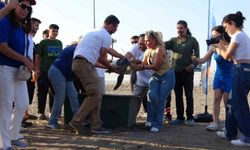 Uydu cihazı takılan kaplumbağa ’Atlas’ denize bırakıldı