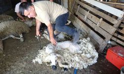 Yozgat’ta koyun kırkma mesaisi başladı