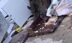 Aç kalan domuz sürüsü çöpte yiyecek aradı