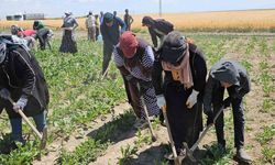 Adilcevaz’da kavurucu sıcakta ekmek mücadelesi