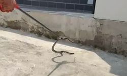Bir evin bahçesine giren yılanı yakalayan itfaiye eri yılana su içirdi