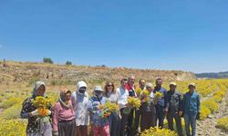 Bozdoğan’da lavanta ve altın otu hasadı yapıldı