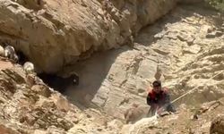 Dağda mahsur kalan koyunlar ekipler tarafından kurtarıldı