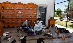 Diyarbakır’da 6 ayda 10 bin hayvan ihbarına müdahale