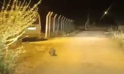 Elazığ’da kırmızı listede bulunan porsuk görüldü