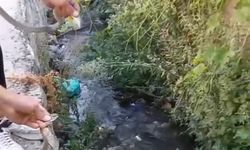 Hakkari’de toprak evin tavanına yuva yapan yılanlar doğaya salındı