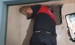 Havalandırma boşluğunda mahsur kalan yavru kedi kurtarıldı