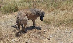 İtfaiye ekipleri kanala düşen köpeği kurtardı