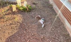 Mezarlığa gömülen köpek leşi ekipleri alarma geçirdi