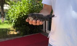 Şişli’de yaralı ebabil kuşuna vatandaşlar sahip çıktı