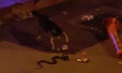 Yılan ile kedinin kavgası kamerada