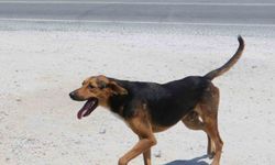 Yozgat’ta köpeğini başıboş bırakan kişiye ilk ceza kesildi