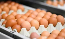 Market raflarında yumurtalara yeni etiket
