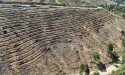 Babadağ’da geçen yıl yanan bölgelere ağaçlandırma çalışmaları sürdürülüyor