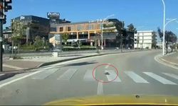 Kaplumbağa yaya geçidinden geçti, kurallara uymasıyla vatandaşlara örnek oldu