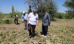Milletvekili Yurdunuseven zarar gören tarım arazilerini inceledi