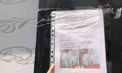 Sokak sokak kaybolan kedisini ararken duyarsız vatandaşların tavrına üzüldü
