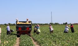 Tarımda planlama eksikliği fiyatları vurdu: Karpuz tarlada 2, markette 8,5 TL