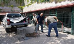 Bilecik'te yaralı bulunan çakal tedavisinin ardından doğaya bırakıldı