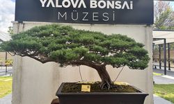 Yalova'da meyve veren bonsai dutun hasadı yapıldı