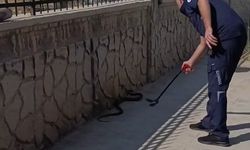 Hastane yanında görülen yılan paniğe neden oldu