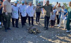 Tedavisi tamamlanan 3 deniz kaplumbağası yeniden denizle buluştu