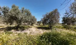 Geyve'deki Zeytinlik 3,7 Milyon Liraya İcradan Satılık!