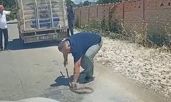 Hendek'te yürekleri ısıtan görüntü: Yoldaki yılanı çıplak elle kurtardı!