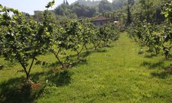 Sakarya’da Yatırımlık Fındık Bahçeleri İcraya Çıkıyor: Toplam Değeri 10,8 Milyon TL’yi Aşıyor!