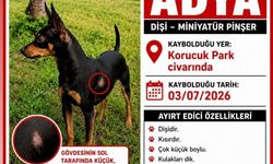Sol tarafında kıl döküntüsü var, ismini biliyor: Adya’yı bulana ödül!
