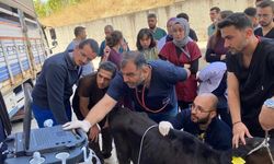 BAÜN Hayvan Hastanesinde yılın ilk yarısında binden fazla hayvan tedavi edildi