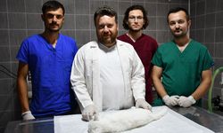 Bilecik'te 'Pamuk' kedinin meme tümörü operasyonla alındı