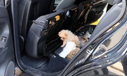 Kapıkule'den Türkiye'ye giriş yapan aracın koltuğunun altına gizlenen yavru köpekler bulundu