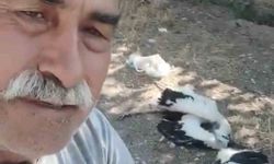 Bahçesindeki leyleklerin öldüğünü görünce gözyaşlarına boğuldu