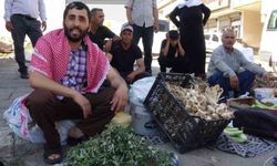 Batman'da doğal şifa mesaisi: Bahçelerden toplanan semizotu hem sağlık hem geçim kaynağı oldu