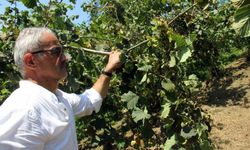 Fındıkta hasat öncesi fiyatlar geriledi, gözler alım fiyatında