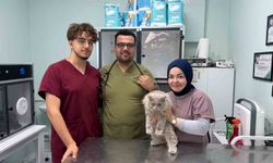 Veterinerde deprem etkisi yapan kedi Türkiye'nin gündeminde