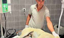 Bilecik'te aracın çarptığı köpek tedavi altına alındı