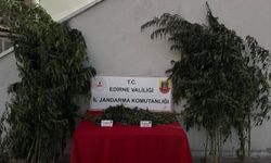 Edirne'de Hint kenevirlerini sularken yakalanan şüpheli gözaltına alındı
