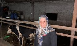 Sakarya'da bir kişi komşusuna ait danayı yaraladığı iddiasıyla gözaltına alındı