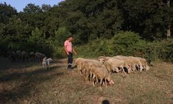 Yalova'da şehir yaşamını bırakıp ORKÖY desteğiyle köyünde üretici oldu