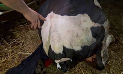 Bahçesine giren dananın kuyruğunu baltayla kesti!