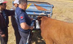 Bolu'da ineğin kafası tarım aletine sıkıştı