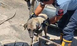 Konteynerin altında sıkışan anne köpek ve yavruları itfaiye ekiplerince kurtarıldı